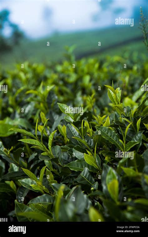 Fresh green tea plantation at Sri lanka Stock Photo - Alamy