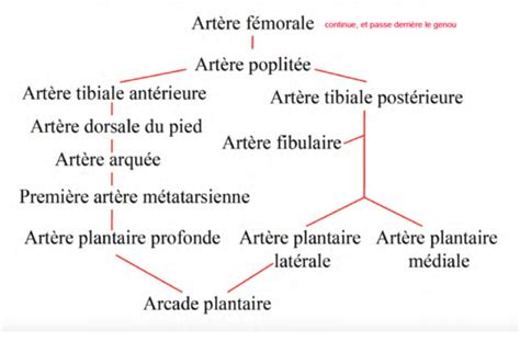 Vaisseaux Du Genou Jambe Et Pied Flashcards Quizlet