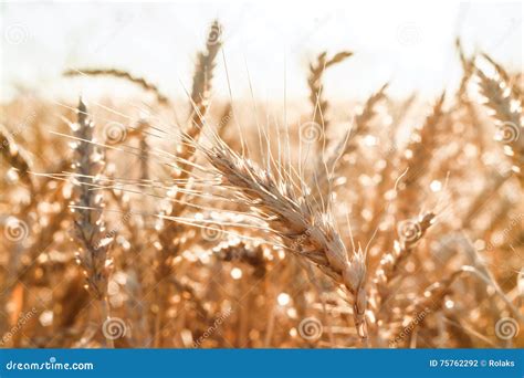 Black White Stylized Wheat Stock Images - Download 14 Royalty Free Photos