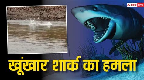 Shark Attack In Maharashtra Fisherman Injured Vaitarna River Palghar