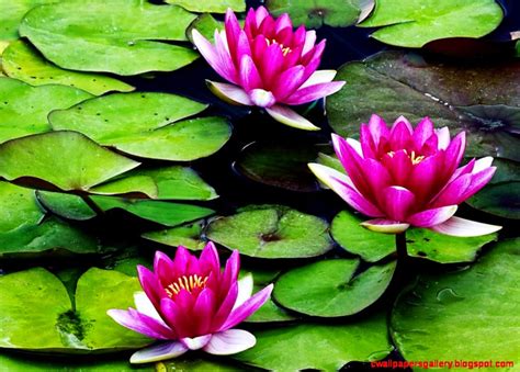 Water Lily Flower Wallpaper Wallpapers Gallery