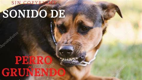 🧿perro GruÑendo Efecto De Sonido🧿 Growling Dog Sound Effect Youtube