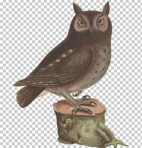 Screech Owl Work Of Art Png Clipart Allposterscom