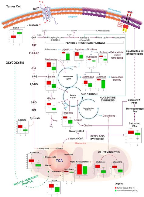 Distinct Pattern Of One Carbon Metabolism A Nutrient Sensitive Pathway