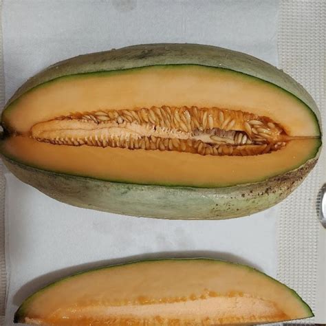 Cantaloupe Seeds - Etsy