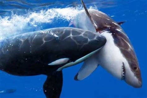 Orcas Vs Tiburones Los Aterradores Ataques Que Impresionan A Los