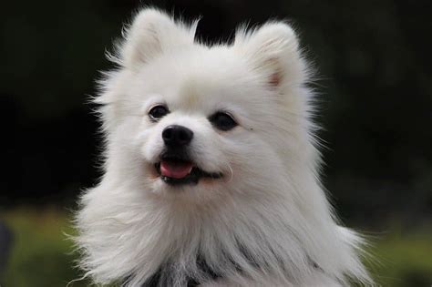 22 Spitz Dog Breeds - A Guide to Best Spitz Dogs