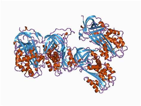 Plasminogen Activator Inhibitor 1; PAI-1