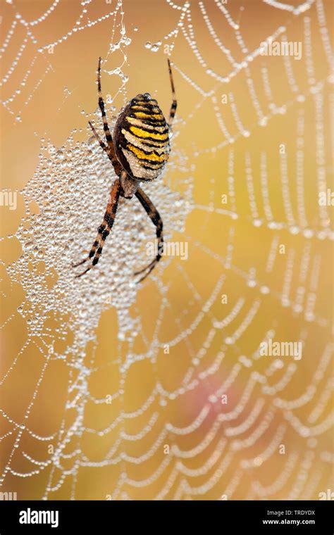 Black And Yellow Argiope Black And Yellow Garden Spider Argiope