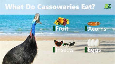 What Do Cassowaries Eat Imp World