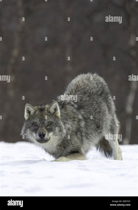 European Gray Wolf Canis Lupus Lupus Walking Through Snow Covered