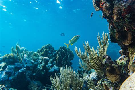 1 De Marzo Día Mundial De Los Pastos Marinos