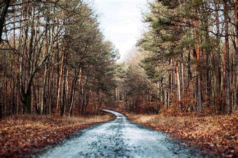 Free picture: beautiful landscape, forest road