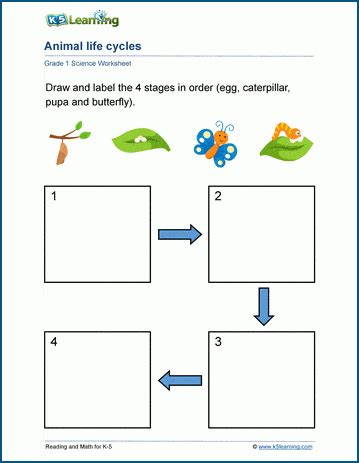 Free Printable Life Cycle Activities