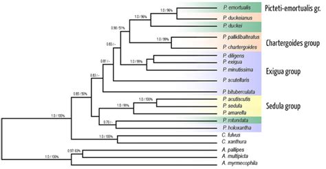 Topology Of The Bayesian Inference BI Tree For The Species Of The