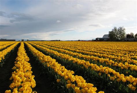 What to expect at Washington’s Skagit Valley Tulip Festival