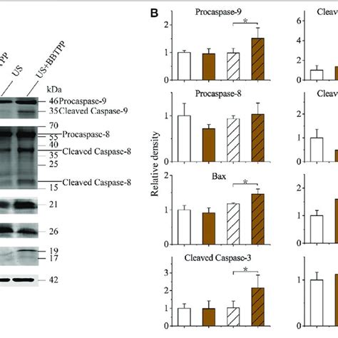 Western Blot Analysis Of Endogenic Expression Of Caspase 9