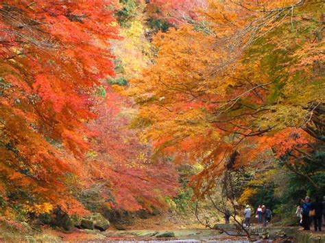 今年は見たい養老渓谷の紅葉！見頃の時期を逃すな！ 備えるサーチ