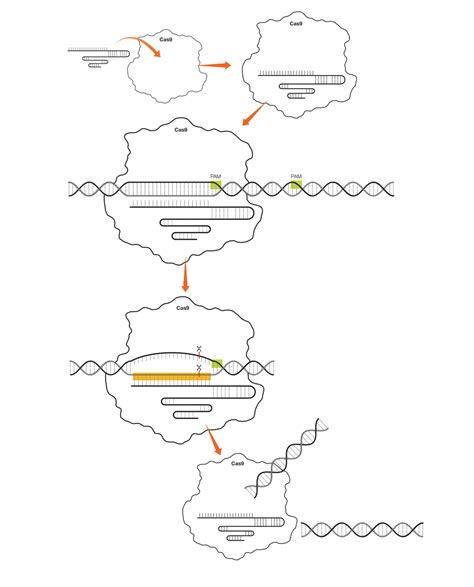 Une thérapie génique utilisant le système CRISPR Cas9 Site des