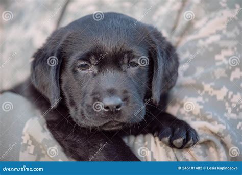 Chiot De Labrador De Couleur Noire Sur Les Mains Focus Souple Photo