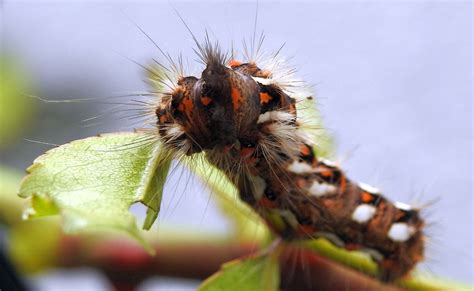 Oruga Insecto Mariposa Foto Gratis En Pixabay Pixabay