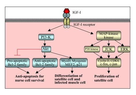 Schematic Illustration Of Igf I Signaling Pathway In Nurse Cell