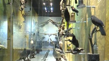 Conoce El Nico Museo De Aves En Saltillo Coahuila Grupo Milenio