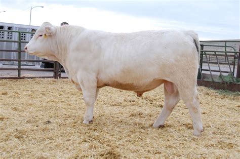 Charolais Bull Sale Report