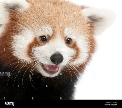 Panda bear teeth hi-res stock photography and images - Alamy