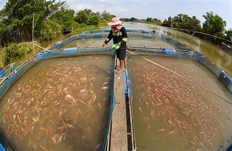 Governments Need to Spend More on Fish Farming | The Diplomat