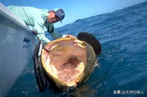 釣鯊魚釣到極致，海釣人改名為「鯊釣人」，巨齒鯊中就是這些人吧 每日頭條