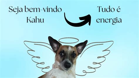 Quer Saber Sobre A Espiritualidade Dos Animais Apresento O Canal Ki