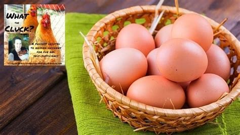 10 Weird Chicken Eggs And What They Mean Podcast