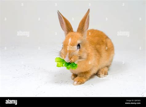 Adorable Redhead Bunny Sitting On A White Background And Eating A Green