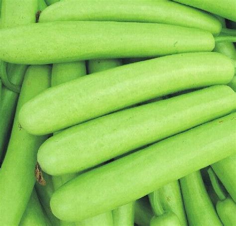 10 Sorakaya Long Bottle Gourd Calabash Seeds Seed World