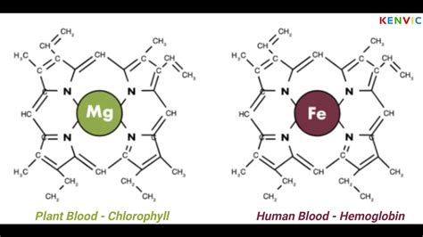 Chlorophyll Vs Hemoglobin Youtube