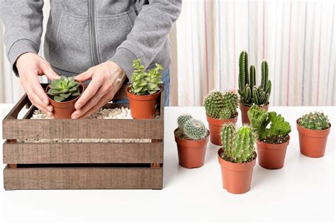 Combining Cacti And Succulents A Gardeners Guide Succulent Alley