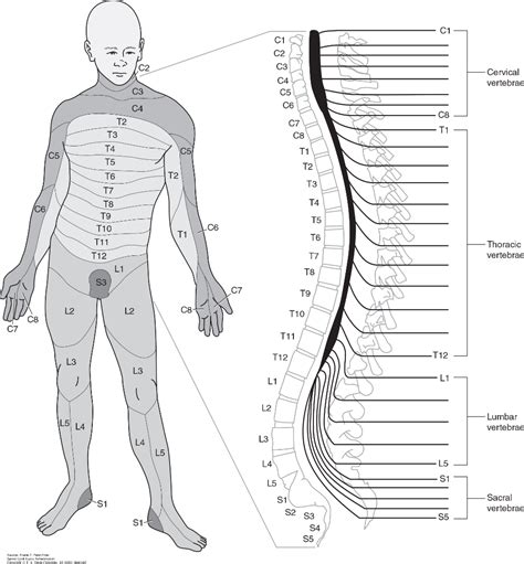 Printable Dermatome Chart