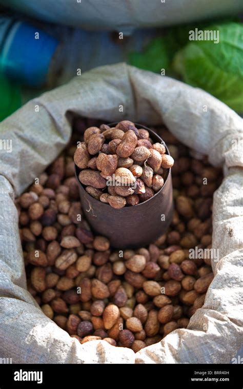 Bambara groundnut (Vigna subterranean) or tindlubu (siSwati) for sale Stock Photo: 31855505 - Alamy