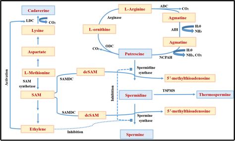 Schematic Representation Of Polyamine Biosynthesis In Plants Adc