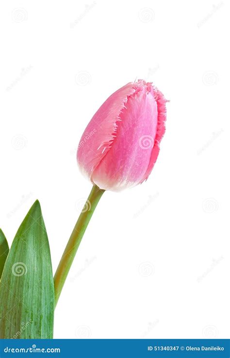 Pink Tulip Stock Image Image Of Beautiful Pink Petal 51340347