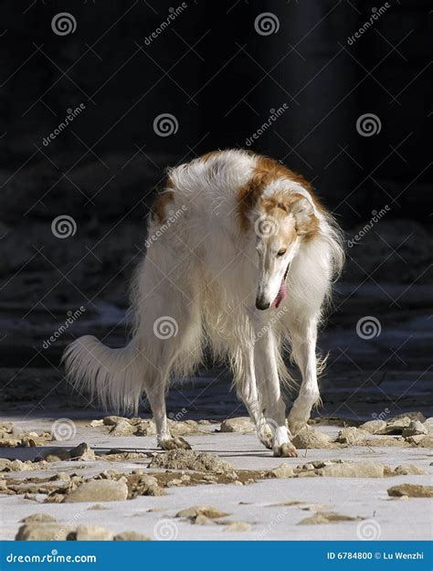 Borzoi Stock Photo Image Of Quiet Filled Calmly Master 6784800