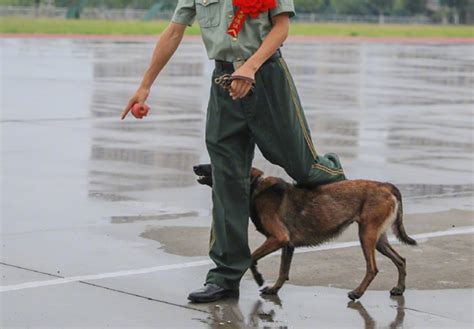 老兵退伍军犬咬住行李挽留 不想让你走 老兵 退伍 滚动读报 川北在线