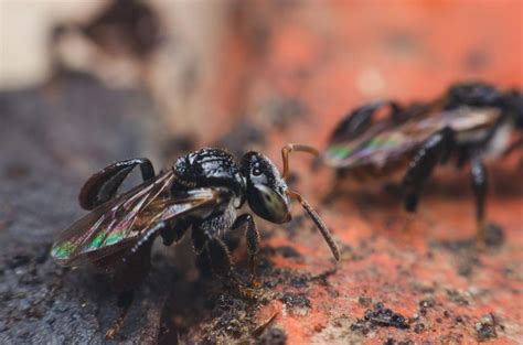 These meat-eating bees will haunt your nightmares