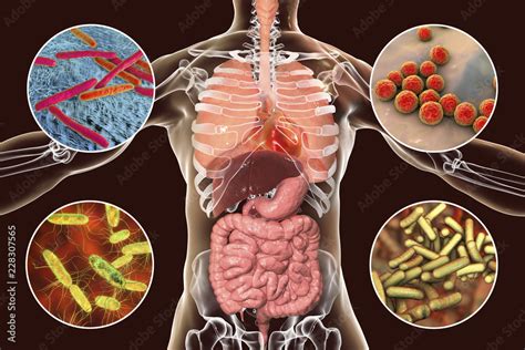 Human Pathogenic Microbes Bacteria Causing Respiratory And Enteric Infections Infective