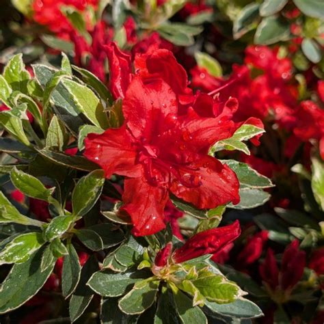 Buy Evergreen Azalea Girard S Variegated Hot Shot Online Millais Nurseries