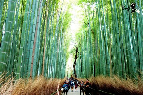 日本京都／「嵐山小火車散步路線」總整理 推薦竹林之道、野宮神社、清涼寺 跟著不羈去旅行