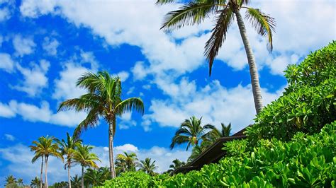 Wallpaper Sunlight Forest Nature Grass Sky Plants Field Clouds