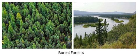 forest ecosystems types components biodiversity functions