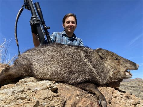 Arizona Guided Javelina Hunts: Javelina Hunting Outfitters and Guides